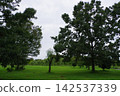 Big tree Big tree 142537339