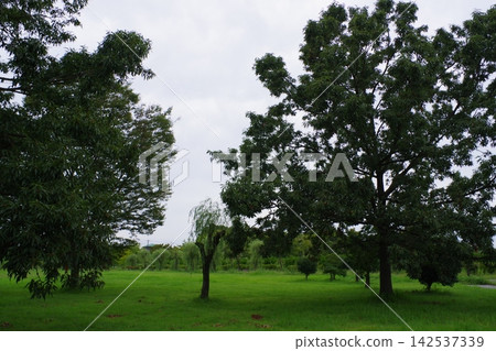 Big tree Big tree 142537339