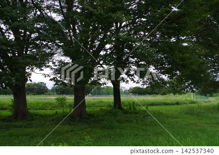 A park in the middle of greenery A park in the middle of greenery 142537340