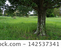 big tree in the park big tree in the park 142537341