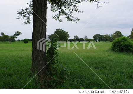 Landscape with green Landscape with green 142537342
