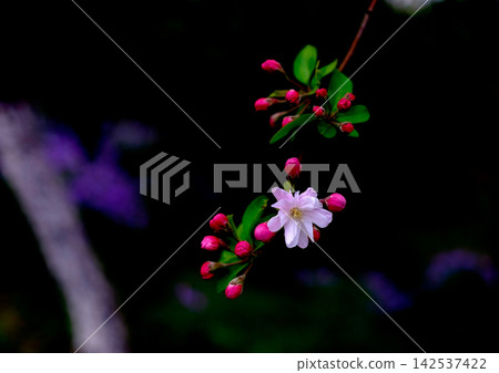 Beautiful pink flowers and buds of the flowering crabapple tree stand out against a dark background. Beautiful pink flowers and buds of the flowering crabapple tree stand out against a dark background. 142537422
