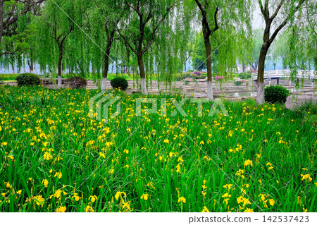 A beautiful waterside scene with fresh green willows and yellow irises. A beautiful waterside scene with fresh green willows and yellow irises. 142537423