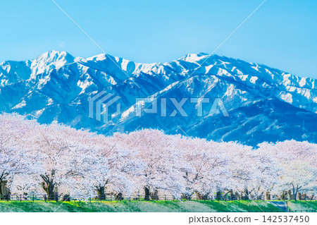 富山朝日船川：櫻花樹和北阿爾卑斯山脈 142537450