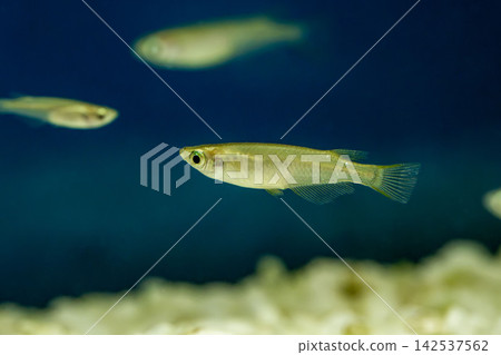 青鱂在水族館裡游泳 青鱂在水族館裡游泳 142537562