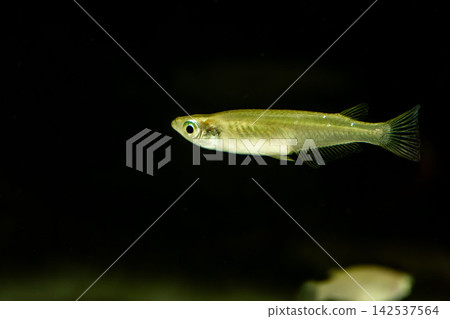 青鱂魚在黑色背景的魚缸中游泳 142537564