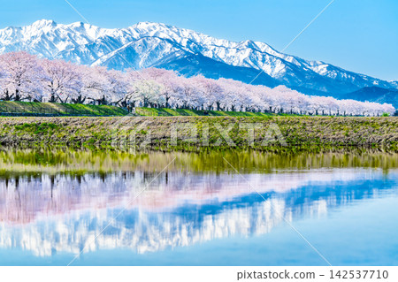 富山，船川旭：櫻花樹和北阿爾卑斯山脈倒映在稻田中。 142537710