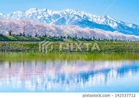 富山，船川旭：櫻花樹和北阿爾卑斯山脈倒映在稻田中。 142537712