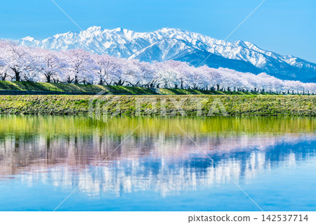 富山,船川旭:櫻花樹和北阿爾卑斯山脈倒映在稻田中。 富山,船川旭:櫻花樹和北阿爾卑斯山脈倒映在稻田中。 142537714