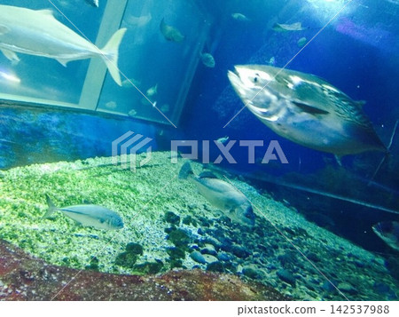 魚在水族箱裡游泳 魚在水族箱裡游泳 142537988