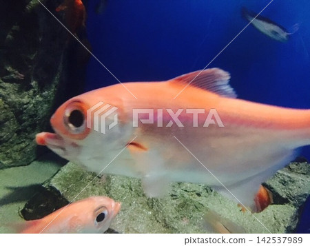 魚在水族館裡游泳 魚在水族館裡游泳 142537989