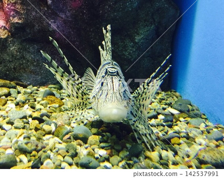 一隻石斑魚在水下游動 一隻石斑魚在水下游動 142537991