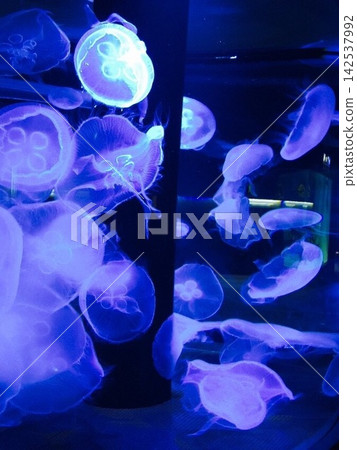 Jellyfish floating in the water tank Jellyfish floating in the water tank 142537992