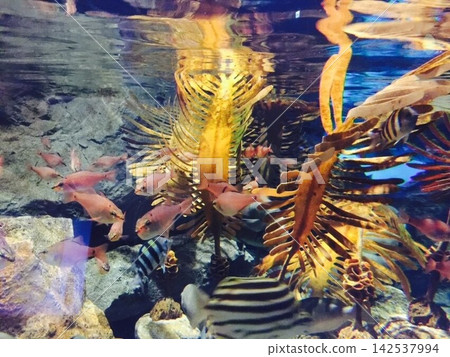 一群熱帶魚 一群熱帶魚 142537994