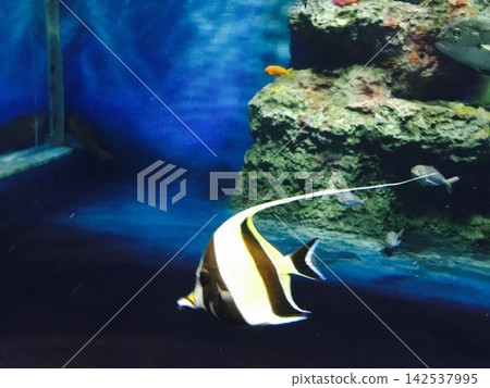 從海底看到的魚 從海底看到的魚 142537995