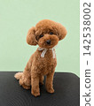 玩具貴賓犬和絲帶 1 142538002