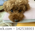 查找玩具獅子狗 142538003