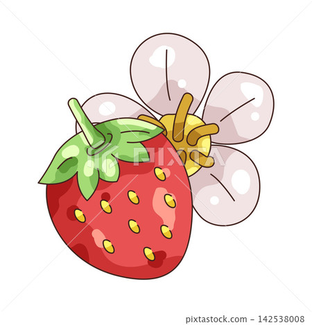 Illustration of strawberry fruit and flower Illustration of strawberry fruit and flower 142538008