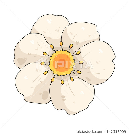 Illustration of strawberry flower 142538009