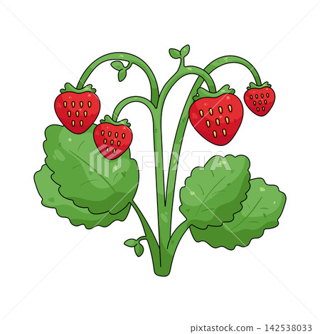 Illustration of strawberry plant Illustration of strawberry plant 142538033