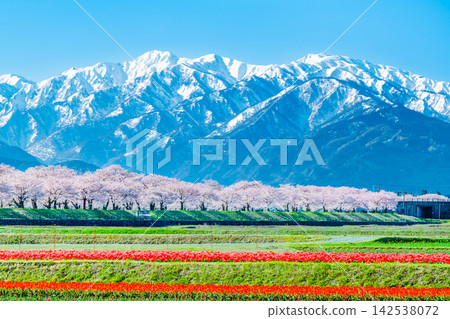 富山縣 朝日船川櫻花大道 富山縣 朝日船川櫻花大道 142538072