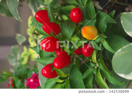 A close-up shot of ornamental peppers bearing brightly colored, ripe red and yellow fruits. A close-up shot of ornamental peppers bearing brightly colored, ripe red and yellow fruits. 142538099