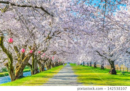Cherry blossom trees along the Asahi Funakawa River in Toyama Cherry blossom trees along the Asahi Funakawa River in Toyama 142538107