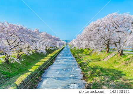 富山縣旭船川沿岸的櫻花樹 富山縣旭船川沿岸的櫻花樹 142538121