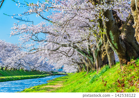 富山縣旭船川沿岸的櫻花樹 142538122