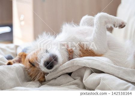 Cute terrier dog sleeping on back in cozy bed under blanket. Cute terrier dog sleeping on back in cozy bed under blanket. 142538164