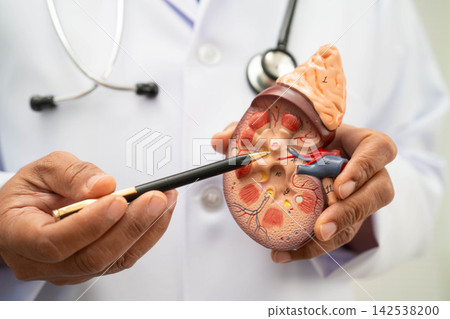Chronic kidney disease, doctor with model for treatment urinary system, urology, Estimated glomerular filtration rate eGFR. Chronic kidney disease, doctor with model for treatment urinary system, urology, Estimated glomerular filtration rate eGFR. 142538200