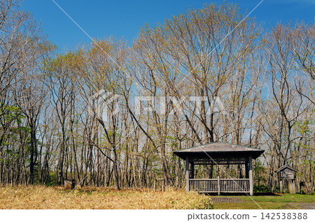 Gazebo and grove of trees 142538388