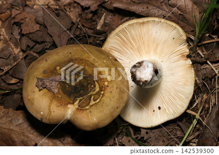 深棕色直立蘑菇(Agaricus rectus)正反兩面的特寫,形狀經典(日本天然真菌/蘑菇生態微距攝影) 深棕色直立蘑菇(Agaricus rectus)正反兩面的特寫,形狀經典(日本天然真菌/蘑菇生態微距攝影) 142539300