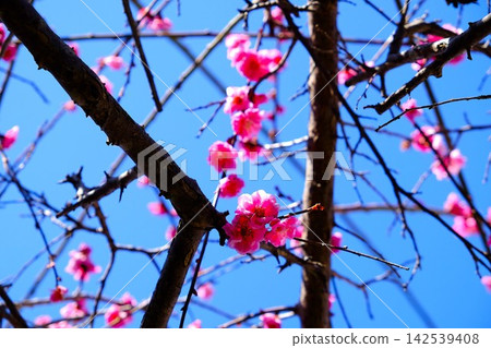 [Kanagawa Prefecture] Double-flowered red plum blossoms stand out against the blue sky 142539408