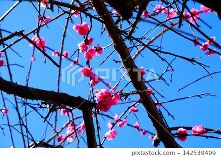 [Kanagawa Prefecture] Weeping double-flowered red plum blossoms that stand out against the blue sky 142539409