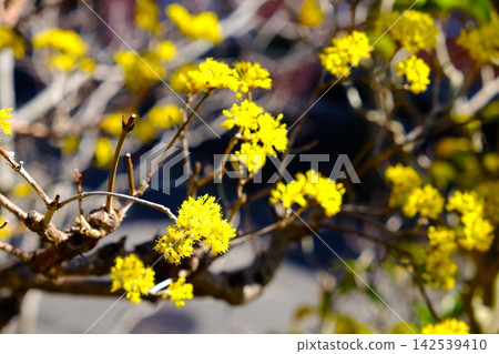 [Kanagawa Prefecture] Early-blooming Cornelian cherry blossoms herald the arrival of spring. 142539410