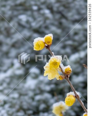 雪和冬青花 142539416