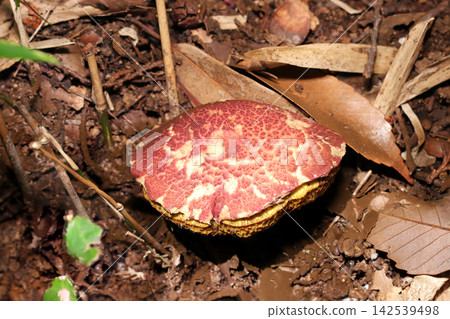 Close-up of a medium-sized Boletus mushroom with a large, cracked red cap and yellow pores (Japanese natural fungi/mushroom ecology macro photography) Close-up of a medium-sized Boletus mushroom with a large, cracked red cap and yellow pores (Japanese natural fungi/mushroom ecology macro photography) 142539498