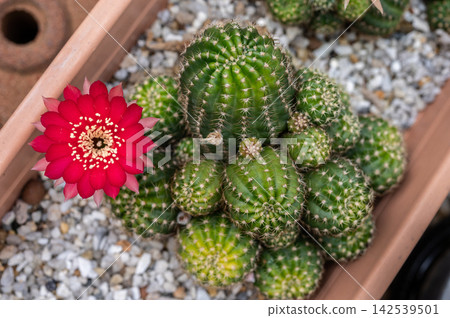 Lobivia cactus with red flowers blooming. The Lobivia cactus is a group of small, ball-shaped South American cacti famous for producing large, brilliant flowers. Lobivia cactus with red flowers blooming. The Lobivia cactus is a group of small, ball-shaped South American cacti famous for producing large, brilliant flowers. 142539501