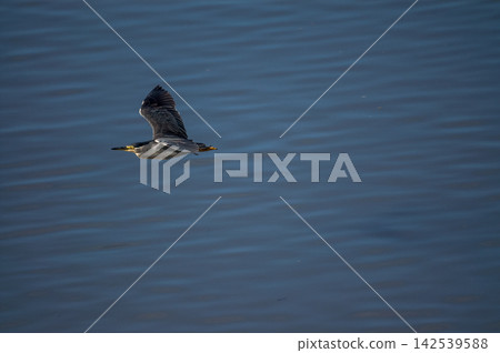 Adult Sasago (Japanese Egret) in flight over the Shinano River Yasuragi Embankment. Adult Sasago (Japanese Egret) in flight over the Shinano River Yasuragi Embankment. 142539588