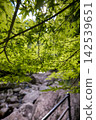 Green maple leaves bathed in dappled sunlight at Akame Forty-Eight Waterfalls 142539651