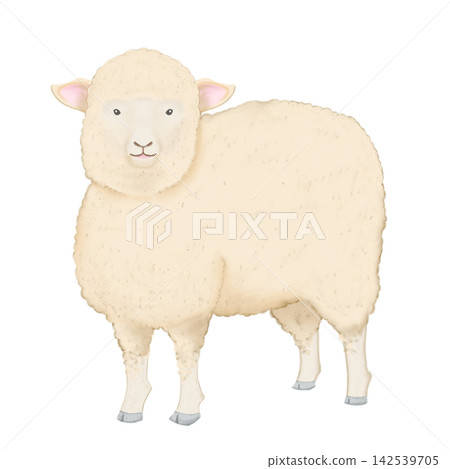 一隻綿羊站立的寫實插圖 一隻綿羊站立的寫實插圖 142539705