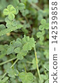 I found a clover with an interesting shape! 142539858