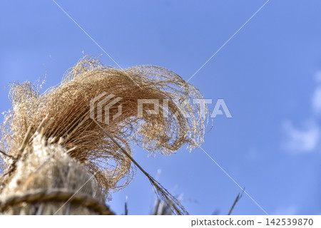 Thatch drying (Miyama Thatched Village) Thatch drying (Miyama Thatched Village) 142539870