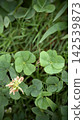 Sharing happiness: Twin four-leaf clovers 142539873