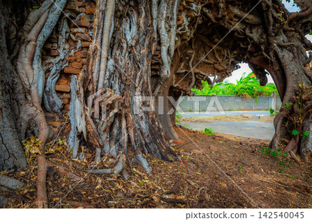 An ancient brick wall covered in tree roots, resembling a time portal, has been recently discovered as a landmark in Nakhon Ratchasima (or Korat) province, Thailand. An ancient brick wall covered in tree roots, resembling a time portal, has been recently discovered as a landmark in Nakhon Ratchasima (or Korat) province, Thailand. 142540045