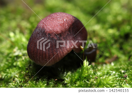 Close-up of a dark brown *Ophiopogon* mushroom on a carpet of moss (Macro photography of fungi and mushroom ecology in the Japanese Outdoor Field) Close-up of a dark brown *Ophiopogon* mushroom on a carpet of moss (Macro photography of fungi and mushroom ecology in the Japanese Outdoor Field) 142540155