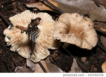 Close-up of both sides of a soiled Russula punctata mushroom on the forest floor (Macro photography of fungi and mushroom ecology in the Japanese Outdoor Field) Close-up of both sides of a soiled Russula punctata mushroom on the forest floor (Macro photography of fungi and mushroom ecology in the Japanese Outdoor Field) 142540156