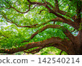 Large branches of a rain tree with vibrant green leaves provide a background illuminated by sunlight. 142540214