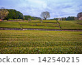 A tea plantation with Mount Fuji in the background is a famous landmark of Sizuoka City, Japan on a rainy and cloudy day. 142540215